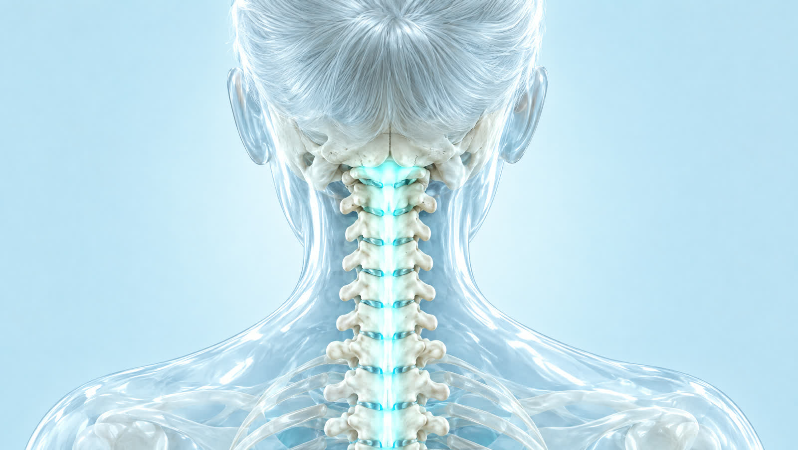 Illustration of the base of the skull and the neck vertebrae, seen through a glass figure